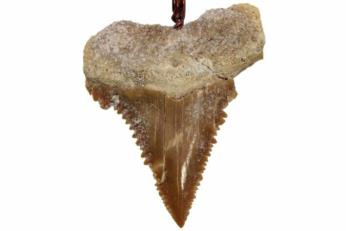 Serrated, Fossil Paleocarcharodon Shark Tooth Necklace #216882
